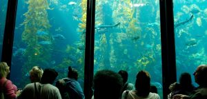 kelp forest