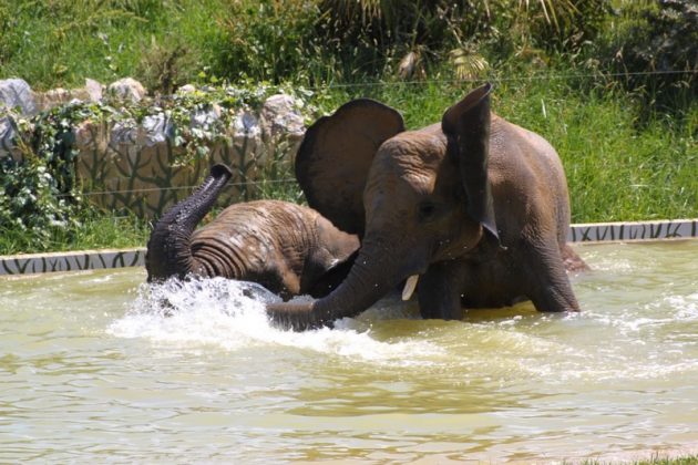 Elephants, Zoo African Safari