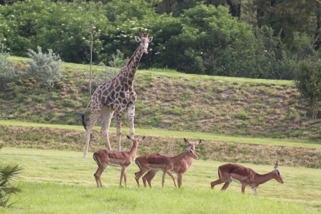 Zoo African Safari