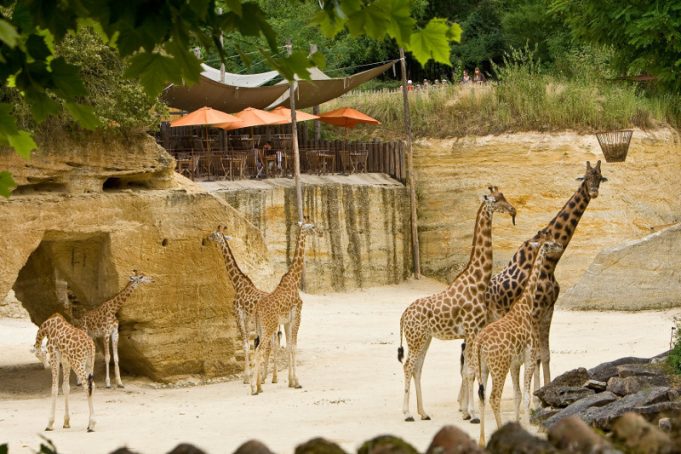 Bioparc , Doué la Fontaine