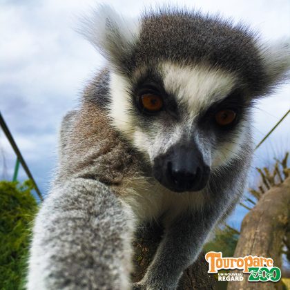 Touroparc Zoo