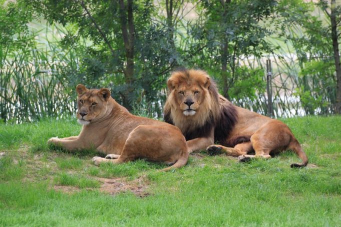 Lions, Zoo African Safari
