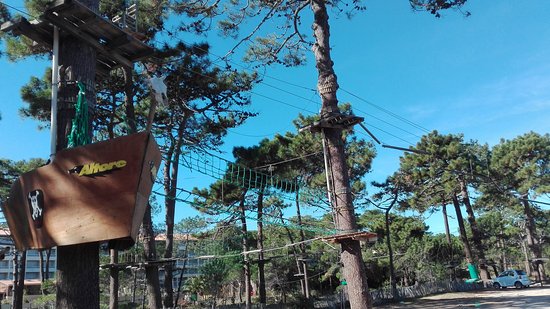 a scimia calvese 10