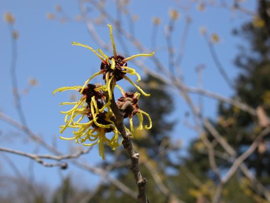 hamamelis mollis 1