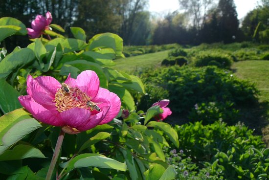 jardin botanique de la