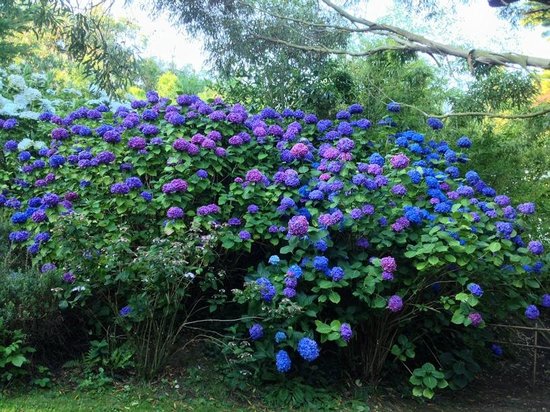 jardin botanique de vauville