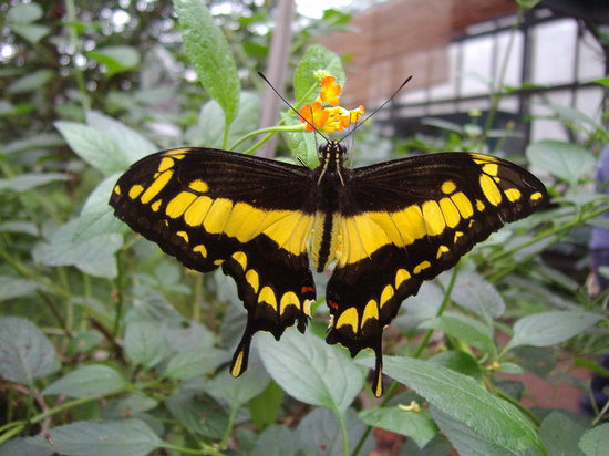 jardins des papillons