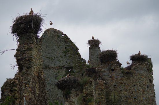 les cigognes en cotentin
