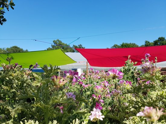 pelargonium odorants