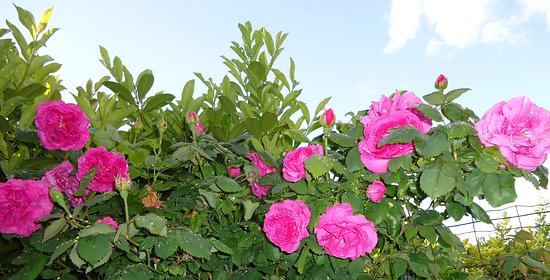 un de mes nombreux rosiers