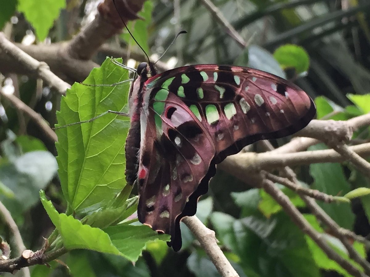 Jardin des papillon Arcachon