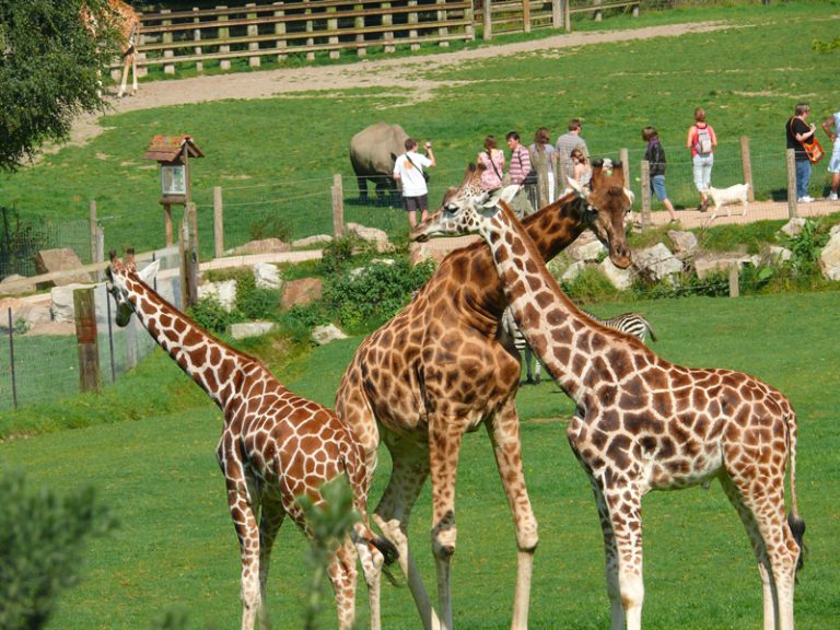 11919 girafes parc cerza 768x576