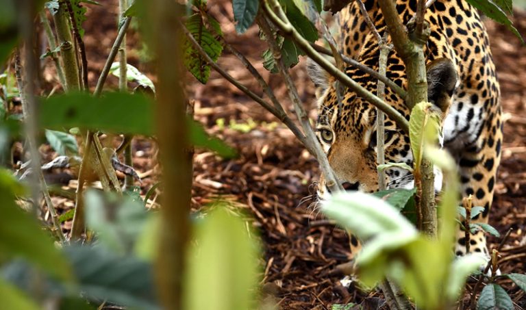 19617 zoo paris 768x453