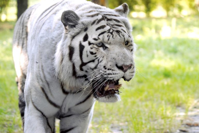 26974 tigre blanc fotor 768x515
