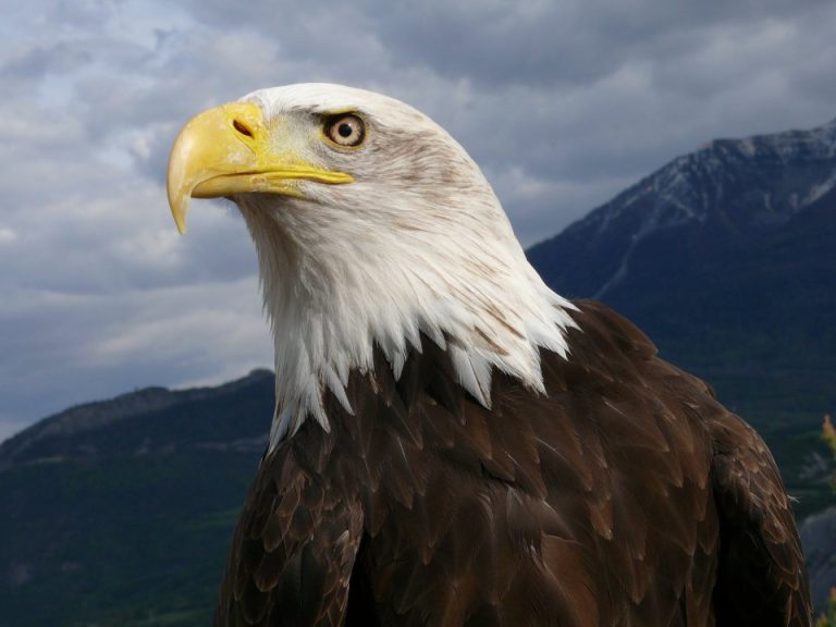 44806 serreponcon 768x576