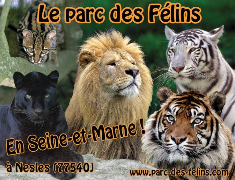 48856 parcfelins 768x591