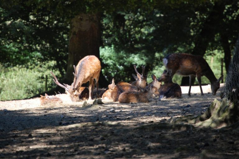 64250 zoo montaigu 768x511