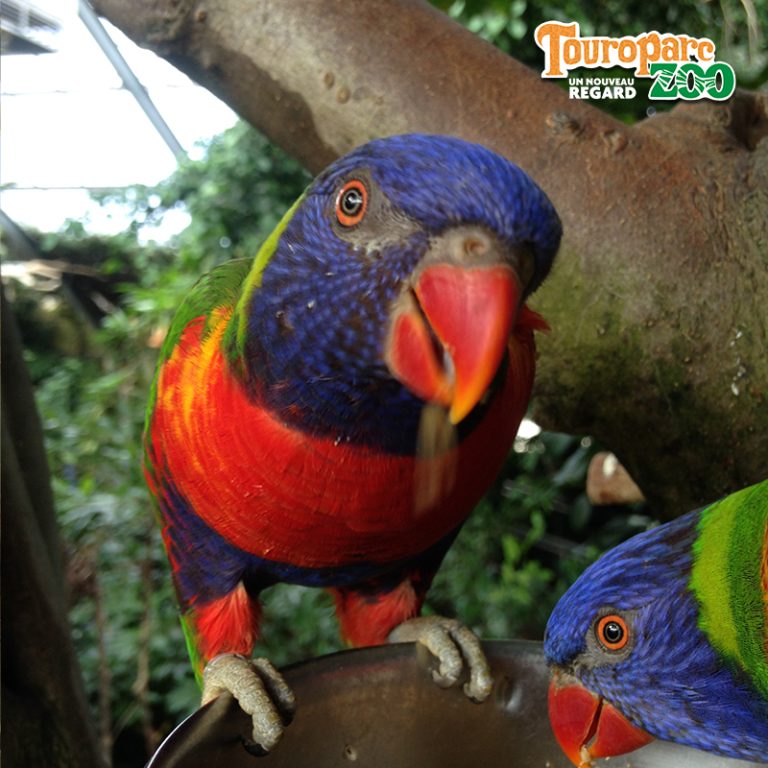 64682 loriquet 768x768