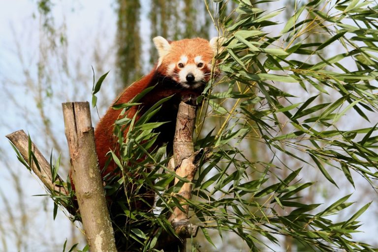 9024 panda roux laurent rousselin 768x513