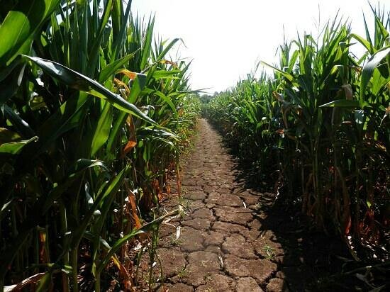 a l interieur du labyrinthe