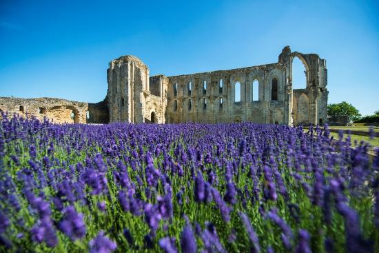 abbaye de maillezais