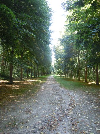allee dans le sous bois