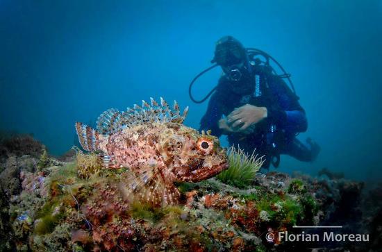 andromede plongee bio