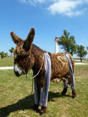 ane en culotte de l ile