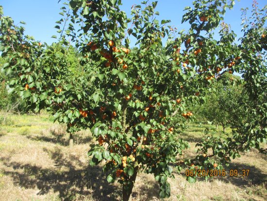 aprikosen kann man pflucken