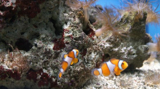 aquarium d amneville