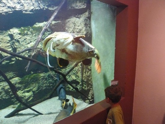 aquarium des tropiques