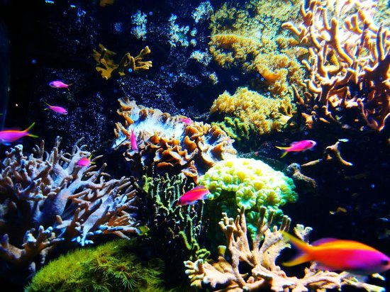 aquarium du cap d agde