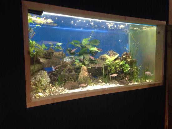 aquarium tropical des