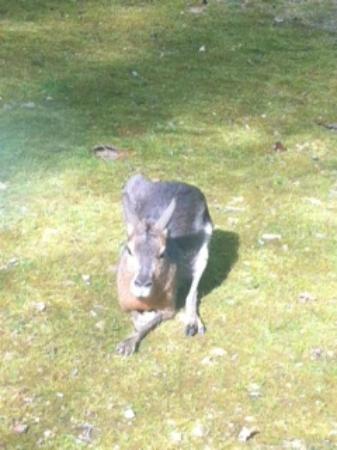 bois de saint pierre