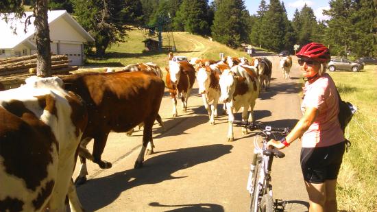 bouchons sur la route