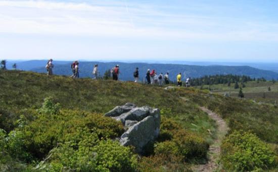 branches et montagnes