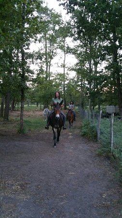 caballo loco art equestre