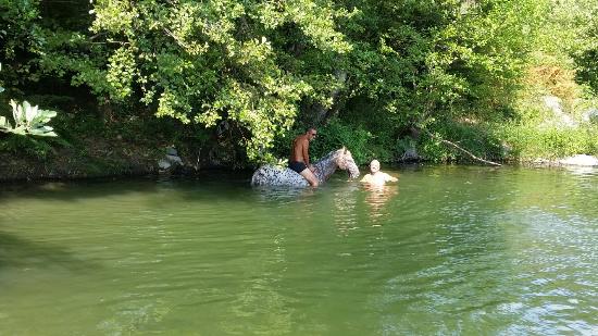 cavallieri d indi stella