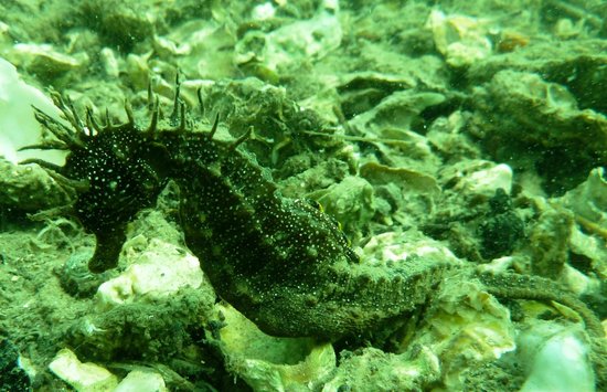 centre de plongee hippo