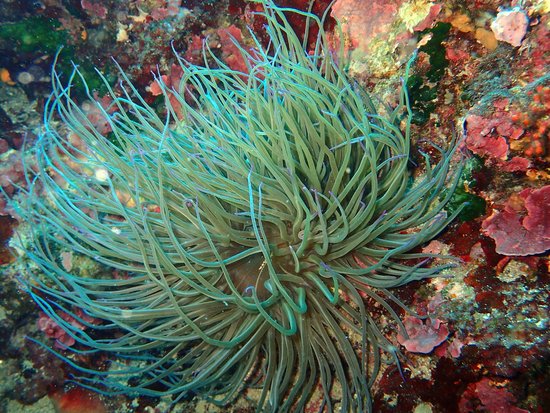 centre de plongee narval