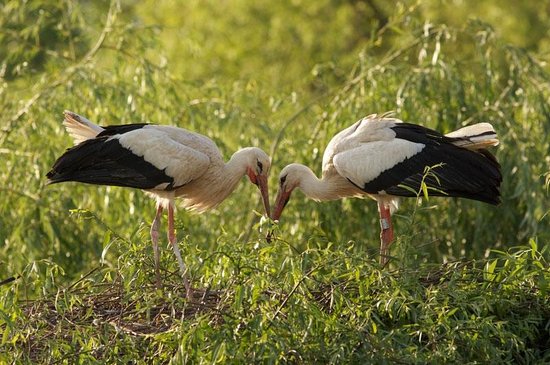 centre de reintroduction