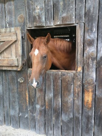 centre equestre biscarosse