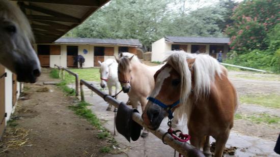 centre equestre de la