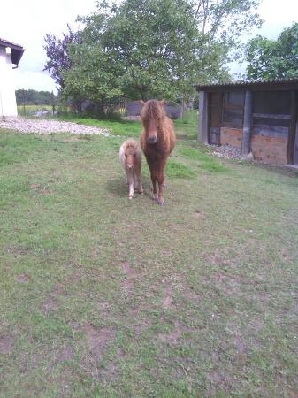 centre equestre la ballarade