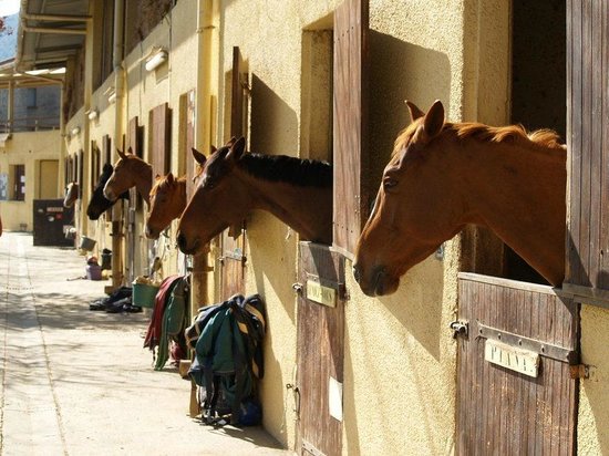 centre equestre