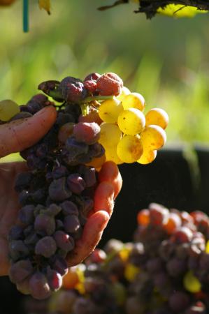 chateau rabaud promis