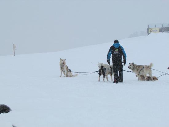 chiens de traineau 1