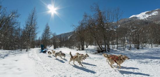 chiens de traineaux hautes