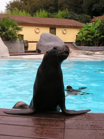 chloe l otarie de patagonie