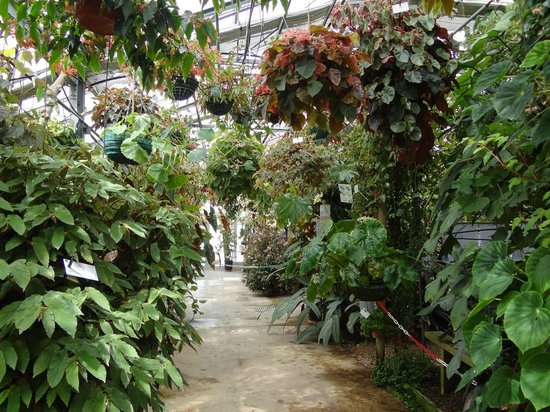 conservatoire du begonia